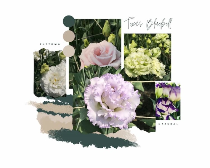 Texas Bluebell 縮圖